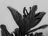 Lily In Bloom (b&w)