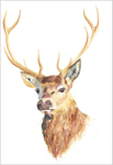 STAG Limited Edition Print 181