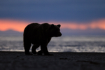 Grizzly Bear dawn beach walk, Lake Clark NP, Alaska