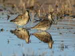 Long-billed Dowitcher portfolio