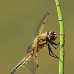 Four-spotted Chaser