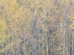 Bruce Peninsula-October Trees #4