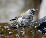 Golden-crowned Kinglet-1