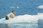 Common Seal resting on ice, Surprise Inlet, Alaska