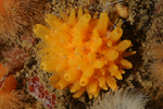Polymastia boletiformis