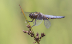 Broad-bodied Chaser