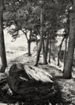 Rock and Ferns