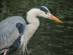 Grey Heron