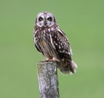 Short Eared Owl