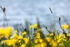 Buttercups 2