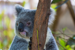 Koala Bear 15