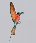 Northern Carmine Bee Eater