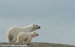 Mother and cub on the top of the hill