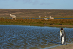 King Penguin and Sheep
