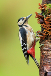 Great Spotted Woodpecker, heavy rain, Scotland