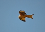 Red Kite