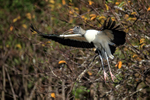 Wood Stork flying with legs dangling, Wakodahatchee Wetlands, Florida