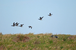 Dark-bellied Brent Geese