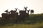 Red Deer _AN069