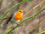 Robin