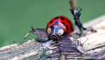 Insects _ AN 030