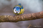 Colourful Blue Tit