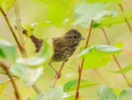 White-crowned Sparrow (juvenile), Valemount, Canada