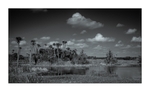 Orange County - Orlando Wetlands Park III