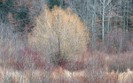 NOVEMBER PALETTE - NORFOLK COUNTY, 2018