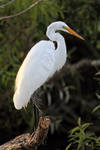 Great Egret perched, Venice Rookery, Florida