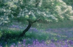 The Hawthorn Tree