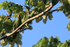 Two Red-lored Amazons perched in tree, Osa Peninsula, Costa Rica