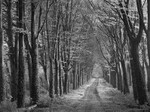 2454 - Beech Avenue - Brittany
