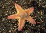 Astropecten irregularis