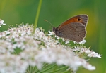Meadow Brown