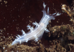 Duvaucelia lineata