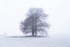 8th January Winters Breath
