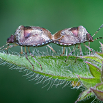 This Way! No This Way!