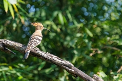 Hoopoe