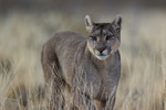 Puma Petaca close in yellow grass, Torres del Paine, Chile