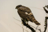 Sparrowhawk