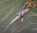 Egyptian Grasshopper (Lesvos)