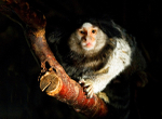Marmoset