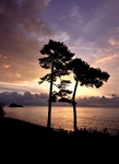 9 Silhouetted tree at Sunrise, Meadfoot Beach Torquay