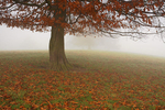 Autumn Mist