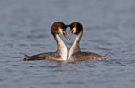 Great Crested Grebe - Podiceps cristatu
