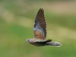 Turtle Dove portfolio