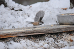 Siberian Tit