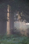 Roaring stag at dawn