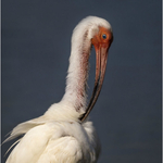 1st PDI White Ibis Portrait Mike Cullis